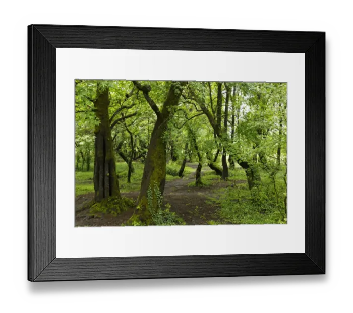 Framed Print : Floodplain forest at Koycegiz Lake with Oriental Sweetgum or Turkish Sweetgum trees -Liquidambar orientalis-, Dalyan, Provinz Mugla, Aegais, Turkey Framed Print : Floodplain forest at Koycegiz Lake with Oriental Sweetgum or Turkish Sweetgum trees -Liquidambar orientalis-, Dalyan, Provinz Mugla, Aegais, Turkey
