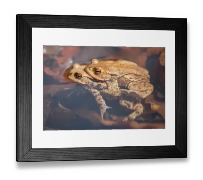 Framed Print : Common Toads -Bufo bufo-, mating, male clasping a female, amplexus, Thuringia, Germany