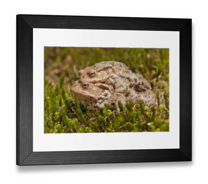Framed Print : Common Toads -Bufo bufo-, mating, male clasping a female, amplexus, Thuringia, Germany