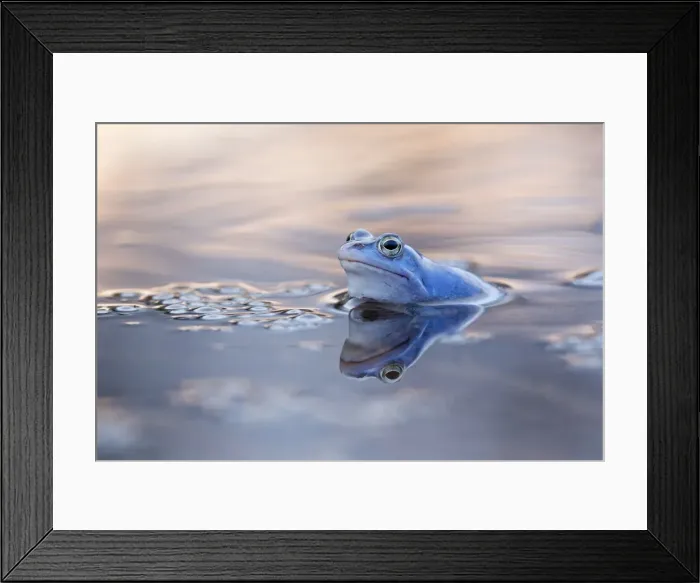 Framed Print : Moor Frog -Rana arvalis-, spawning ground, Mittelelbe, Saxony-Anhalt, Germany Framed Print : Moor Frog -Rana arvalis-, spawning ground, Mittelelbe, Saxony-Anhalt, Germany