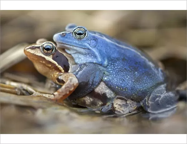 Moor Frogs -Rana arvalis-, mating, Middle Elbe, Saxony-Anhalt, Germany