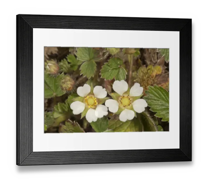 Framed Print : Blossoming Barren Strawberry -Potentilla sterilis-, Untergroningen, Abtsgmuend, Baden-Wurttemberg, Germany