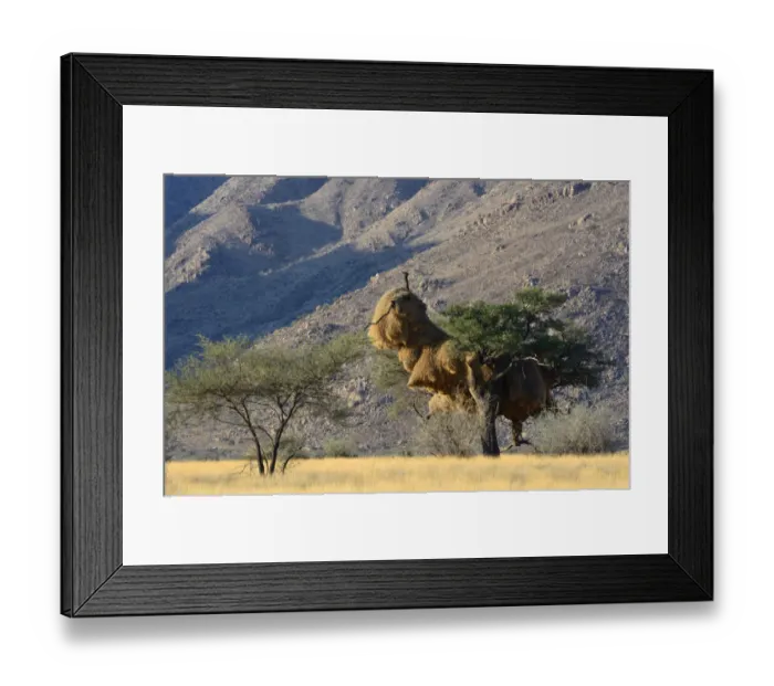 Framed Print : Nests of Sociable Weavers or Social Weavers -Philetairus socius- in a tree, Naukluft Mountains at back, Naukluft Mountains, Hardap Region, Namibia Framed Print : Nests of Sociable Weavers or Social Weavers -Philetairus socius- in a tree, Naukluft Mountains at back, Naukluft Mountains, Hardap Region, Namibia