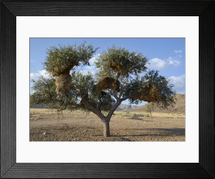 Framed Print : Nests of Sociable Weavers or Social Weavers -Philetairus socius- in a tree, Naukluft Mountains, Hardap Region, Namibia