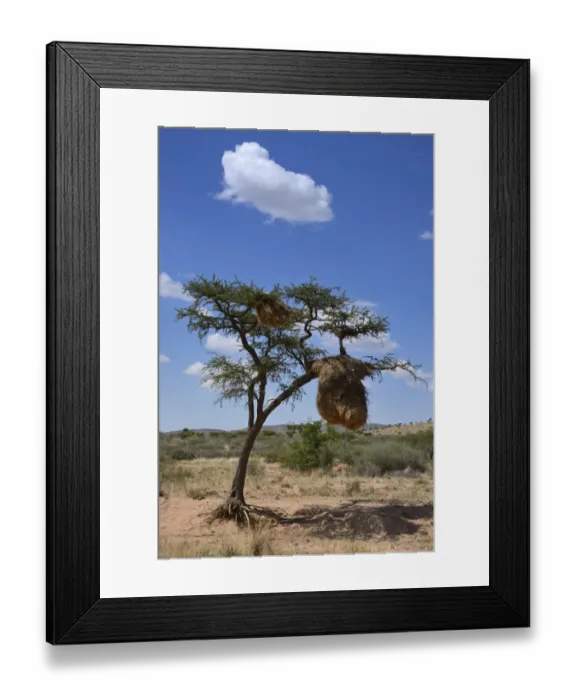 Framed Print : Nests of Sociable Weavers or Social Weavers -Philetairus socius- in a tree, Naukluft Mountains, Hardap Region, Namibia Framed Print : Nests of Sociable Weavers or Social Weavers -Philetairus socius- in a tree, Naukluft Mountains, Hardap Region, Namibia