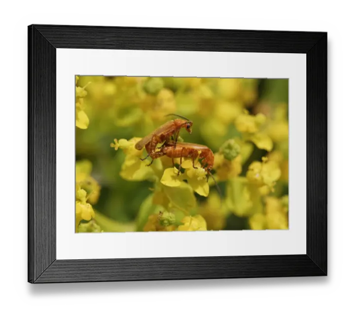 Framed Print : Soldier beetles -Cantharidae- mating on a Spurge flower -Euphorbia acanthothamnos-, Datca, Datca Peninsula, Mugla Province, Aegean, Turkey Framed Print : Soldier beetles -Cantharidae- mating on a Spurge flower -Euphorbia acanthothamnos-, Datca, Datca Peninsula, Mugla Province, Aegean, Turkey