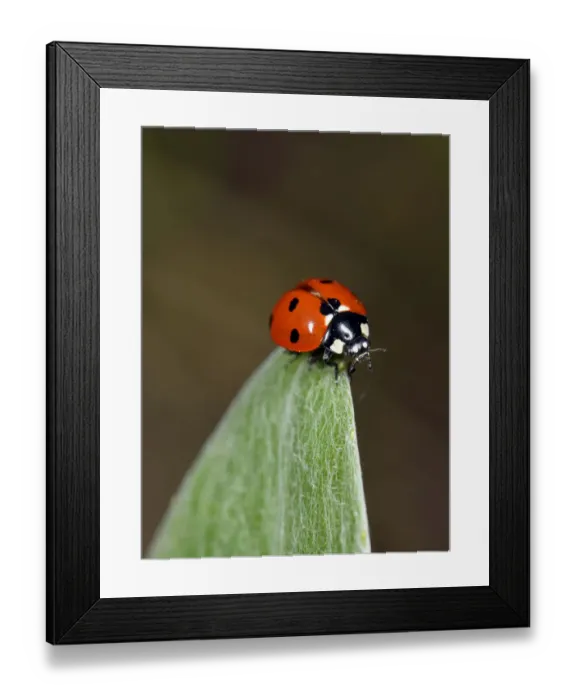 Framed Print : European Seven Spot Ladybird -Coccinella septempunctata-, Stuttgart, Baden-Wurttemberg, Germany Framed Print : European Seven Spot Ladybird -Coccinella septempunctata-, Stuttgart, Baden-Wurttemberg, Germany
