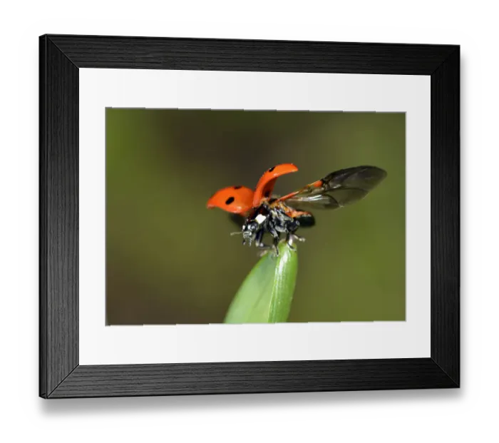 Framed Print : European Seven Spot Ladybird -Coccinella septempunctata- starting to fly, Stuttgart, Baden-Wurttemberg, Germany Framed Print : European Seven Spot Ladybird -Coccinella septempunctata- starting to fly, Stuttgart, Baden-Wurttemberg, Germany