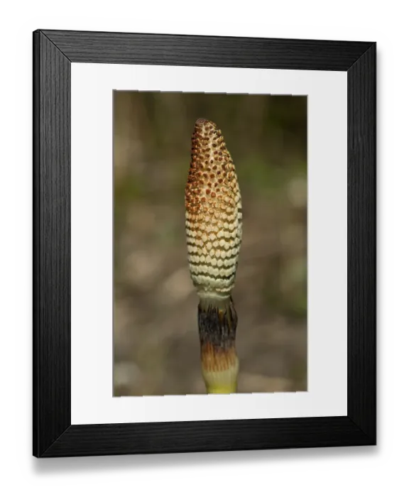 Framed Print : Fertile spore-bearing stem of a Field Horsetail or Common Horsetail -Equisetum arvense-, Switzerland Framed Print : Fertile spore-bearing stem of a Field Horsetail or Common Horsetail -Equisetum arvense-, Switzerland