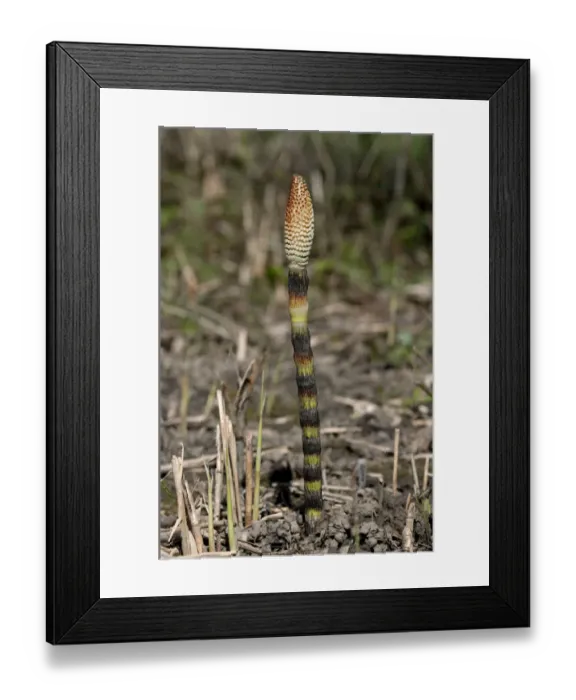 Framed Print : Fertile spore-bearing stem of a Field Horsetail or Common Horsetail -Equisetum arvense-, Switzerland Framed Print : Fertile spore-bearing stem of a Field Horsetail or Common Horsetail -Equisetum arvense-, Switzerland