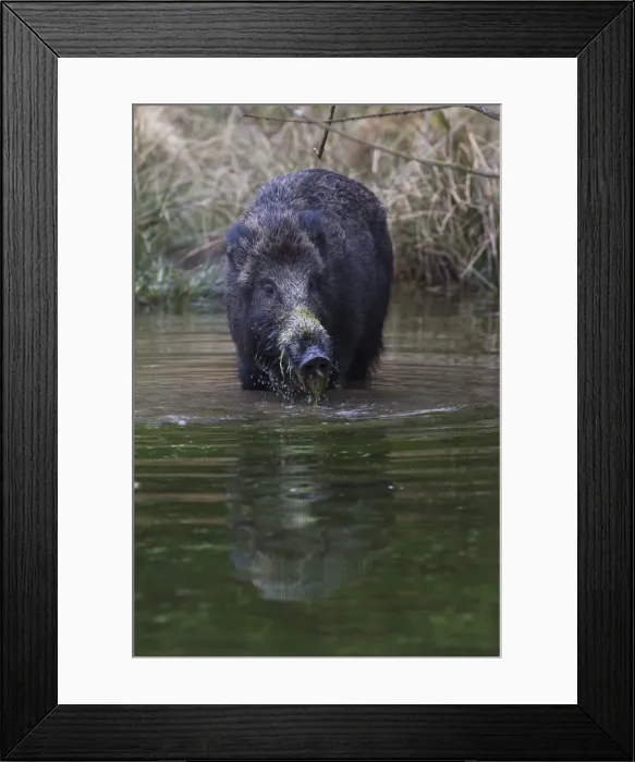 Framed Print : Wild Boar -Sus scrofa- standing in a pond in search of food, Naturpark Arnsberger Wald, Sauerland, North Rhine-Westphalia, Germany Framed Print : Wild Boar -Sus scrofa- standing in a pond in search of food, Naturpark Arnsberger Wald, Sauerland, North Rhine-Westphalia, Germany