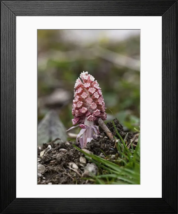 Framed Print : Butterbur or Sweet Coltsfoot -Petasites paradoxus- Framed Print : Butterbur or Sweet Coltsfoot -Petasites paradoxus-