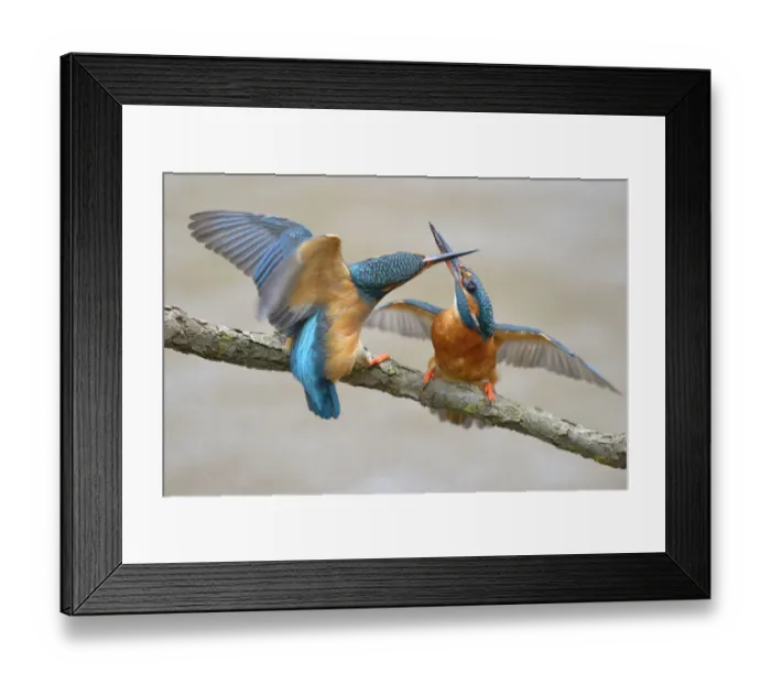 Framed Print : Kingfishers -Alcedo atthis-, two females fighting over breeding place, Swabian Alb biosphere reserve, Baden-Wurttemberg, Germany Framed Print : Kingfishers -Alcedo atthis-, two females fighting over breeding place, Swabian Alb biosphere reserve, Baden-Wurttemberg, Germany