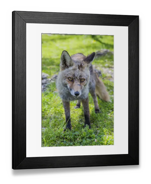 Framed Print : Red fox -Vulpes vulpes-, Monfraguee, UNESCO Biosphere reserve, Extremadura, Spain