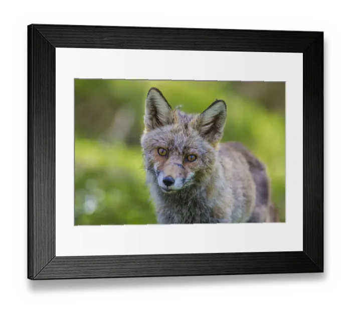 Framed Print : Red fox -Vulpes vulpes-, Monfraguee, UNESCO Biosphere reserve, Extremadura, Spain Framed Print : Red fox -Vulpes vulpes-, Monfraguee, UNESCO Biosphere reserve, Extremadura, Spain