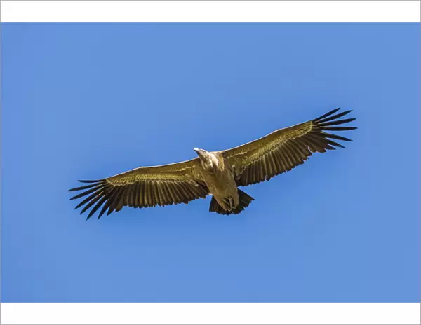 Griffon Vulture -Gyps fulvus-, Monfraguee National Park, UNESCO biosphere reserve, Extremadura, Spain