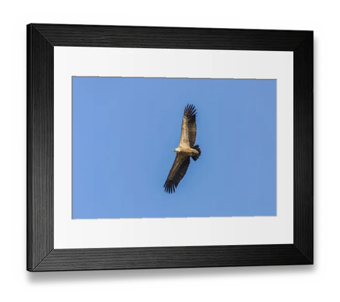 Framed Print : Griffon Vulture -Gyps fulvus-, Monfraguee National Park, UNESCO biosphere reserve, Extremadura, Spain Framed Print : Griffon Vulture -Gyps fulvus-, Monfraguee National Park, UNESCO biosphere reserve, Extremadura, Spain