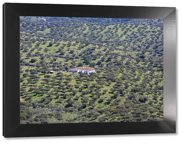 Dehesa of Extremadura, Monfraguee National Parks, UNESCO biosphere reserve, Extremadura, Spain