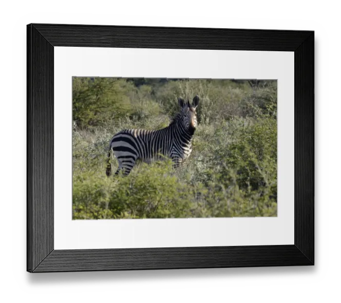 Framed Print : Mountain Zebra -Equus zebra-, Erongo Region, Namibia Framed Print : Mountain Zebra -Equus zebra-, Erongo Region, Namibia