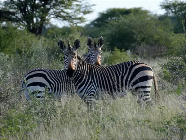 Mountain zebras -Equus zebra-, Erongo Region, Namibia