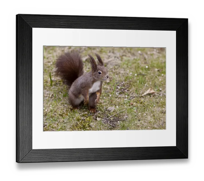 Framed Print : Squirrel -Sciurus vulgaris-, Vienna State, Austria Framed Print : Squirrel -Sciurus vulgaris-, Vienna State, Austria
