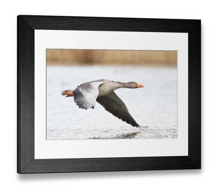 Framed Print : Greylag Goose -Anser anser- in flight over water, North Hesse, Hesse, Germany Framed Print : Greylag Goose -Anser anser- in flight over water, North Hesse, Hesse, Germany