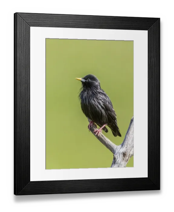 Framed Print : Spotless Starling -Sturnus unicolor-, Extremadura, Spain