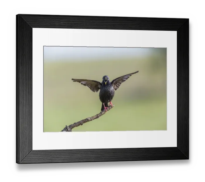 Framed Print : Spotless Starling -Sturnus unicolor-, Extremadura, Spain Framed Print : Spotless Starling -Sturnus unicolor-, Extremadura, Spain