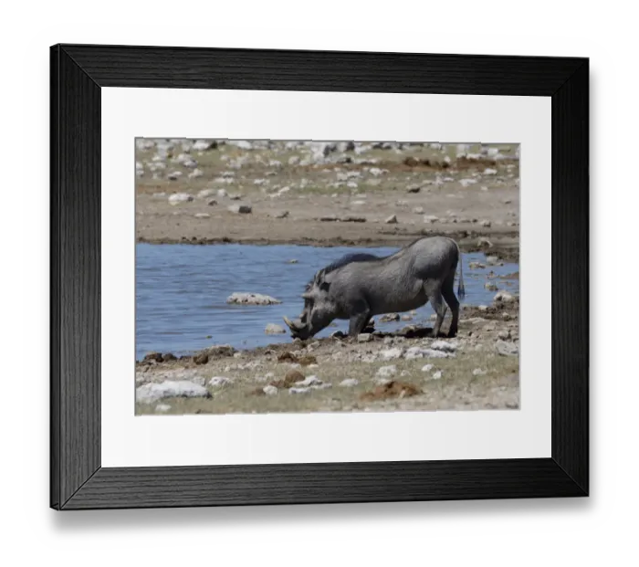 Framed Print : Warthog -Phacochoerus africanus- at a waterhole, Etosha National Park, Oshikoto Region, Namibia Framed Print : Warthog -Phacochoerus africanus- at a waterhole, Etosha National Park, Oshikoto Region, Namibia