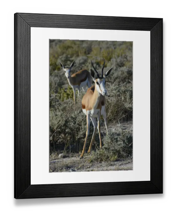 Framed Print : Springboks -Antidorcas marsupialis-, Etosha Park, Oshikoto Region, Etosha National Park, Namibia Framed Print : Springboks -Antidorcas marsupialis-, Etosha Park, Oshikoto Region, Etosha National Park, Namibia