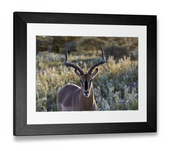 Framed Print : Impala -Aepyceros melampus-, Etosha National Park, Namibia Framed Print : Impala -Aepyceros melampus-, Etosha National Park, Namibia