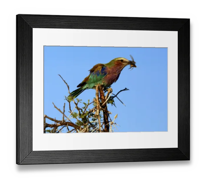 Framed Print : Lilac-breasted Roller -Coracias caudatus-, with a caught grasshopper, Etosha National Park, Namibia