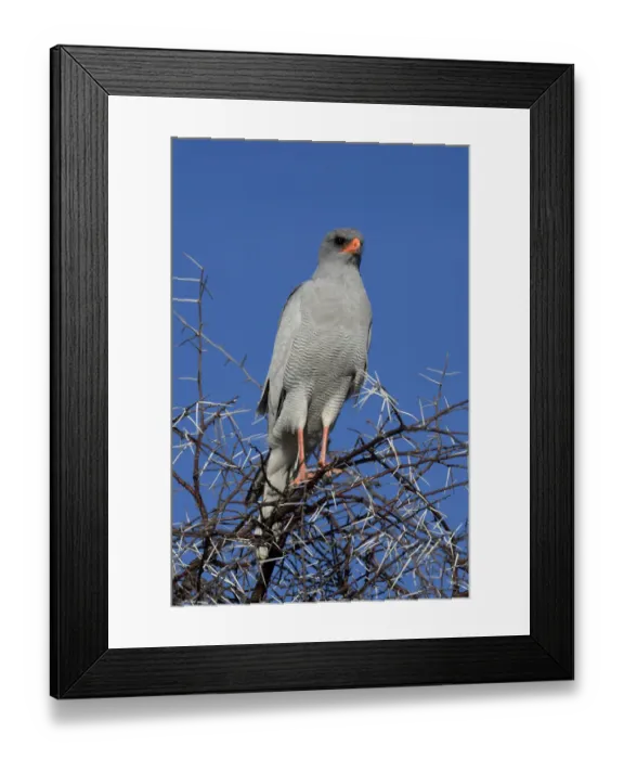 Framed Print : Pale Chanting-Goshawk -Melierax canorus argentior-, Etosha National Park, Namibia Framed Print : Pale Chanting-Goshawk -Melierax canorus argentior-, Etosha National Park, Namibia