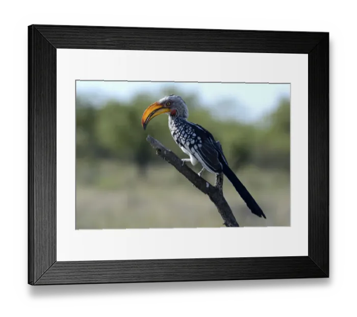 Framed Print : Southern Yellow-billed Hornbill -Tockus leucomelas-, Etosha National Park, Namibia Framed Print : Southern Yellow-billed Hornbill -Tockus leucomelas-, Etosha National Park, Namibia