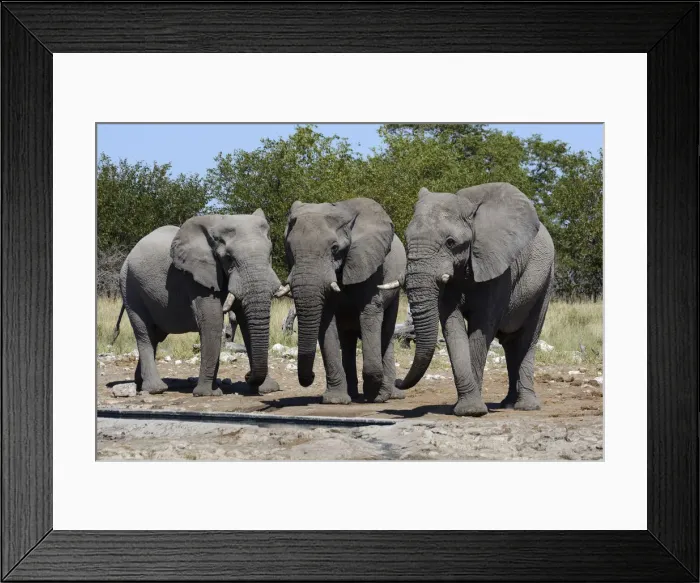 Framed Print : African Bush Elephants -Loxodonta africana-, Etosha National Park, Namibia Framed Print : African Bush Elephants -Loxodonta africana-, Etosha National Park, Namibia