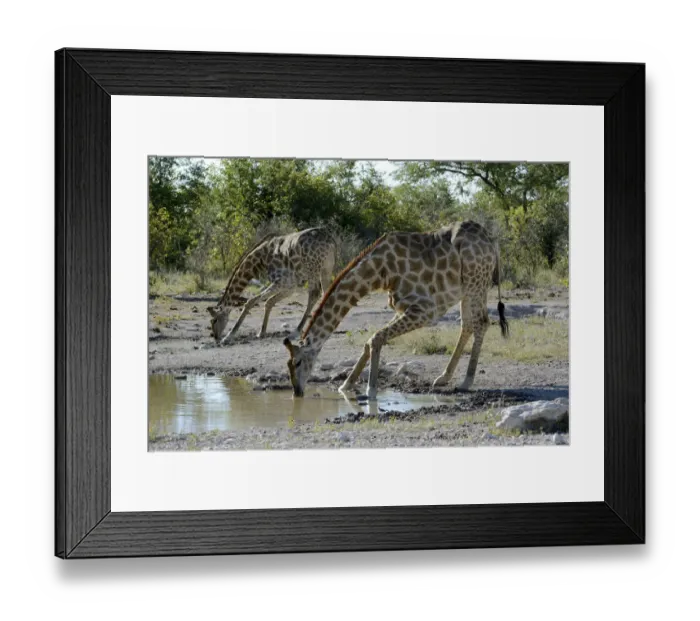 Framed Print : Giraffes -Giraffa camelopardalis- drinking at a waterhole, Etosha National Park, Namibia Framed Print : Giraffes -Giraffa camelopardalis- drinking at a waterhole, Etosha National Park, Namibia