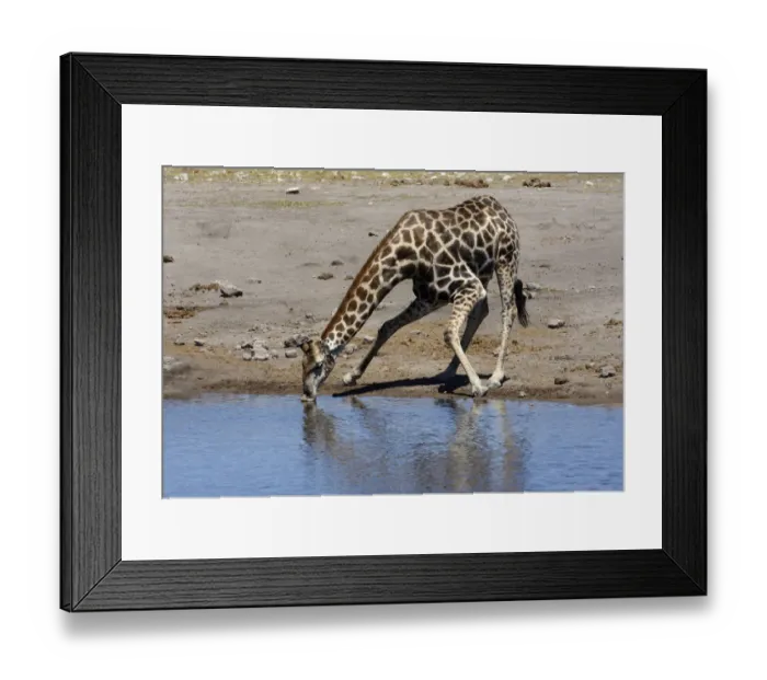 Framed Print : Giraffe -Giraffa camelopardalis- drinking at a waterhole, Etosha National Park, Namibia Framed Print : Giraffe -Giraffa camelopardalis- drinking at a waterhole, Etosha National Park, Namibia