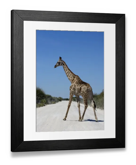 Framed Print : Giraffe -Giraffa camelopardalis- crossing a road, Etosha National Park, Namibia