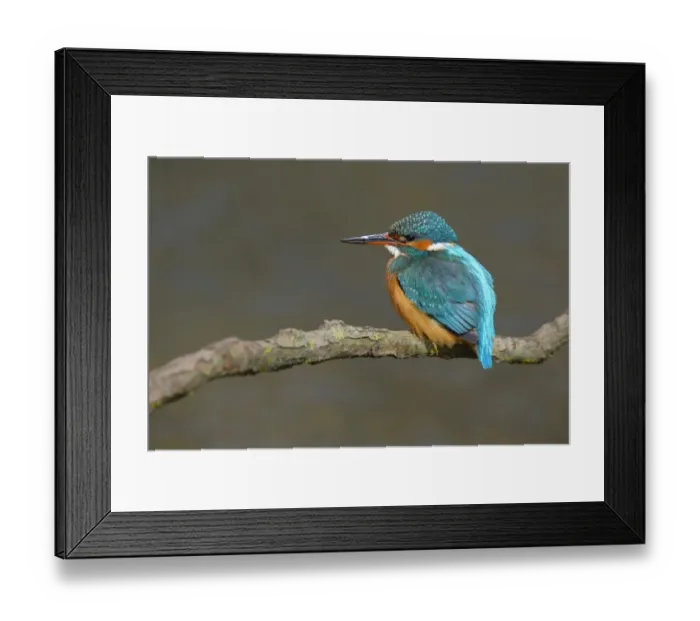 Framed Print : Kingfisher -Alcedo atthis-, female perched, Swabian Alb biosphere reserve, Baden-Wurttemberg, Germany Framed Print : Kingfisher -Alcedo atthis-, female perched, Swabian Alb biosphere reserve, Baden-Wurttemberg, Germany