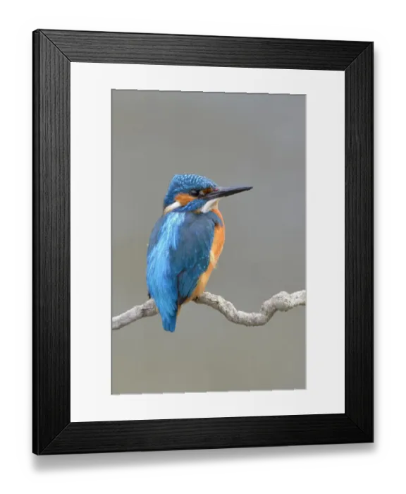 Framed Print : Kingfisher (Alcedo atthis), Swabian Alb Biosphere Reserve Framed Print : Kingfisher (Alcedo atthis), Swabian Alb Biosphere Reserve