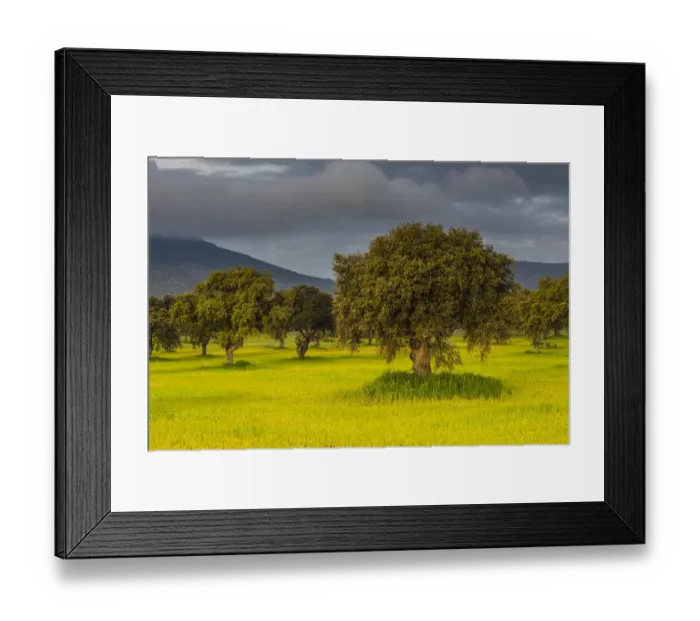 Framed Print : Landscape with trees on meadow in morning light, at Quintana de la Serena, Extremadura, Spain Framed Print : Landscape with trees on meadow in morning light, at Quintana de la Serena, Extremadura, Spain