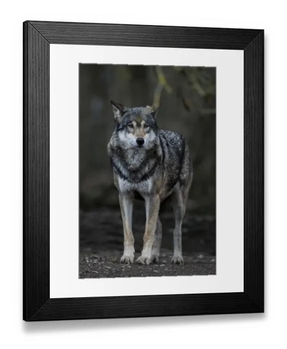 Framed Print : Gray Wolf -Canis lupus-, Jamtland County, Sweden Framed Print : Gray Wolf -Canis lupus-, Jamtland County, Sweden