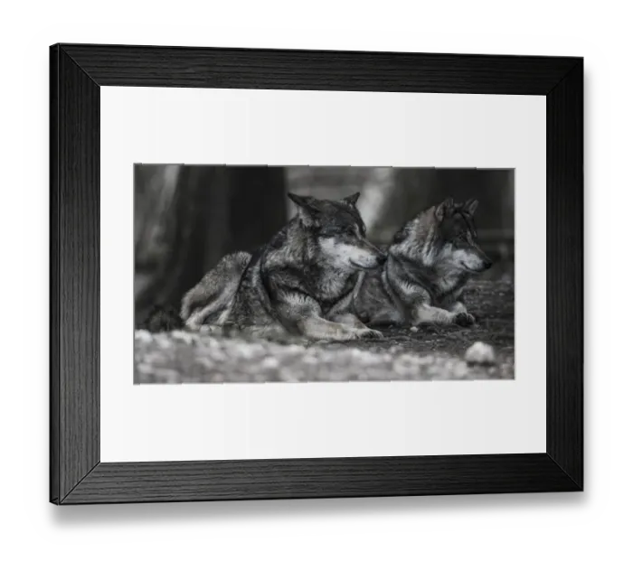 Framed Print : Two lying Gray Wolves -Canis lupus-, Jamtland County, Sweden Framed Print : Two lying Gray Wolves -Canis lupus-, Jamtland County, Sweden
