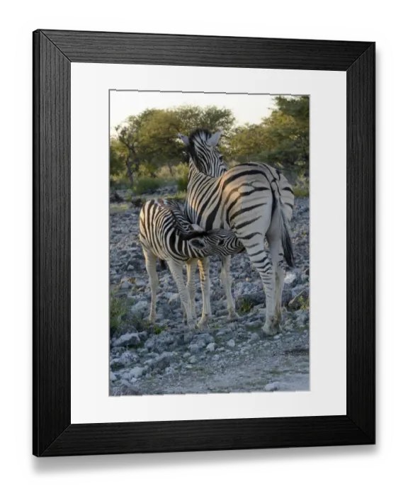 Framed Print : Plains Zebra or Burchells Zebra -Equus quagga- suckling a foal, Etosha National Park, Namibia Framed Print : Plains Zebra or Burchells Zebra -Equus quagga- suckling a foal, Etosha National Park, Namibia