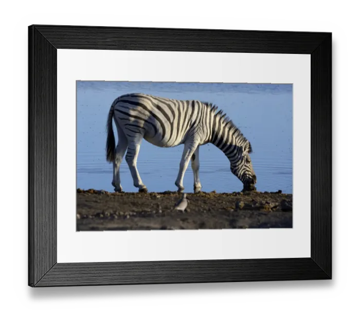 Framed Print : Plains Zebra or Burchells Zebra -Equus quagga- at a waterhole, Etosha National Park, Namibia
