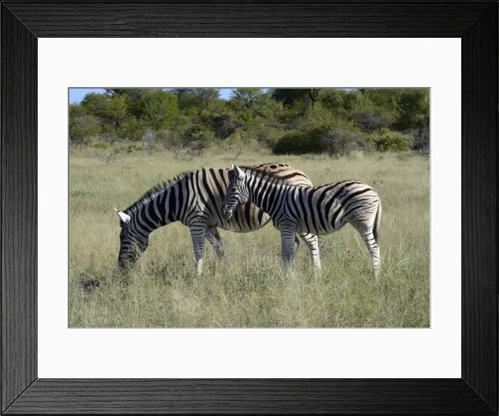 Framed Print : Plains Zebra or Burchells Zebra -Equus quagga- with a foal, Etosha National Park, Namibia Framed Print : Plains Zebra or Burchells Zebra -Equus quagga- with a foal, Etosha National Park, Namibia