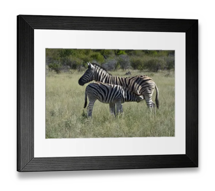 Framed Print : Plains Zebra or Burchells Zebra -Equus quagga- suckling a foal, Etosha National Park, Namibia Framed Print : Plains Zebra or Burchells Zebra -Equus quagga- suckling a foal, Etosha National Park, Namibia