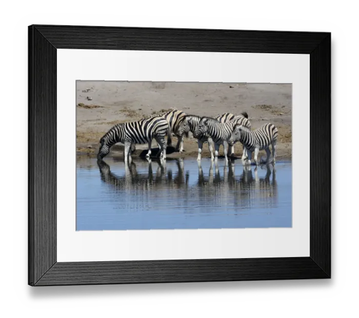 Framed Print : Plains Zebras or Burchells Zebras -Equus quagga- at a waterhole, Etosha National Park, Namibia Framed Print : Plains Zebras or Burchells Zebras -Equus quagga- at a waterhole, Etosha National Park, Namibia