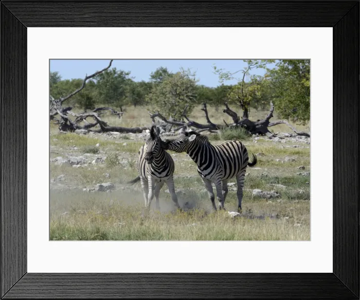 Framed Print : Plains Zebras or Burchells Zebras -Equus quagga-, Etosha National Park, Namibia Framed Print : Plains Zebras or Burchells Zebras -Equus quagga-, Etosha National Park, Namibia