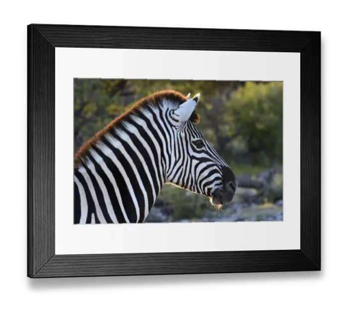 Framed Print : Plains Zebra or Burchells Zebra -Equus quagga-, portrait, Etosha National Park, Namibia Framed Print : Plains Zebra or Burchells Zebra -Equus quagga-, portrait, Etosha National Park, Namibia
